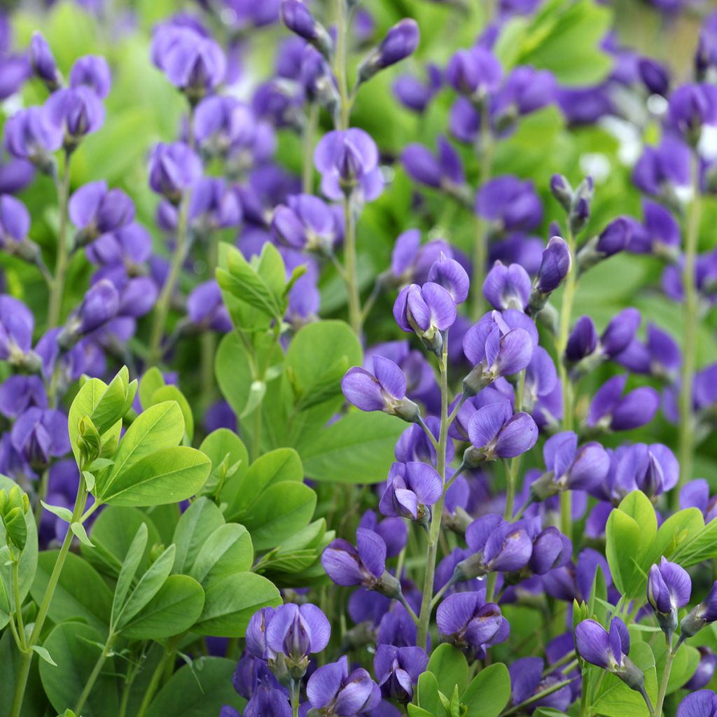 Baptisia Purple Smoke