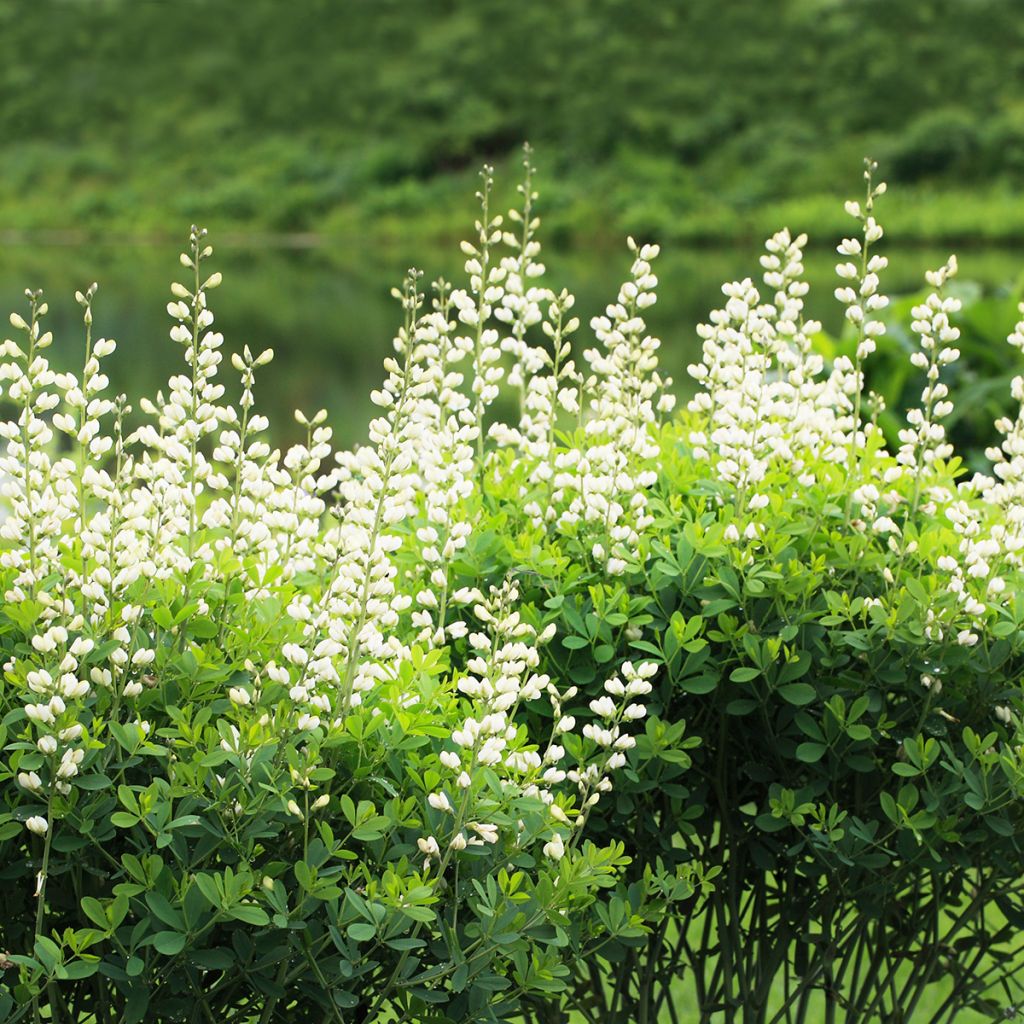 Baptisia australis Alba