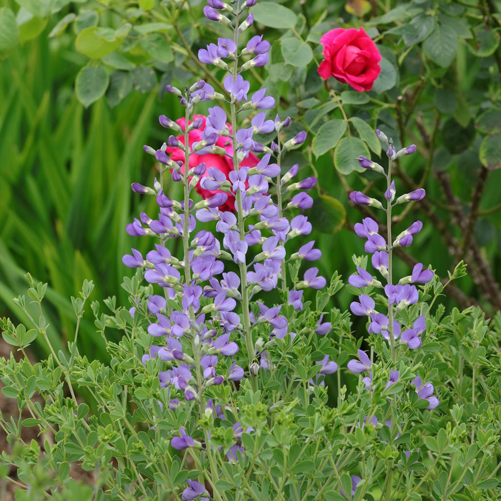 Baptisia australis - Índigo azul falso