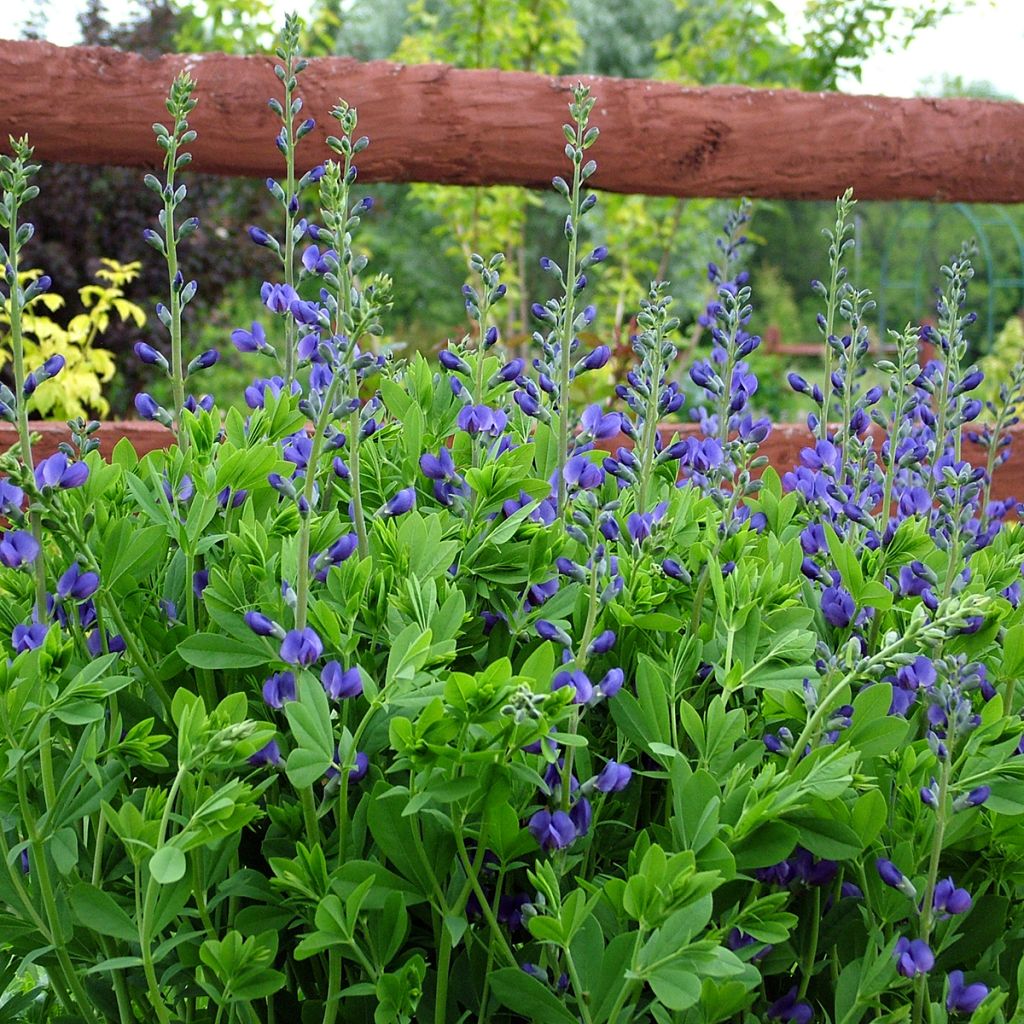 Baptisia australis - Índigo azul falso