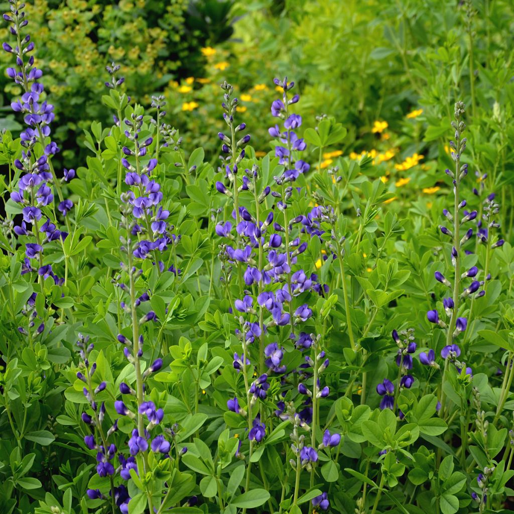 Baptisia australis - Índigo azul falso