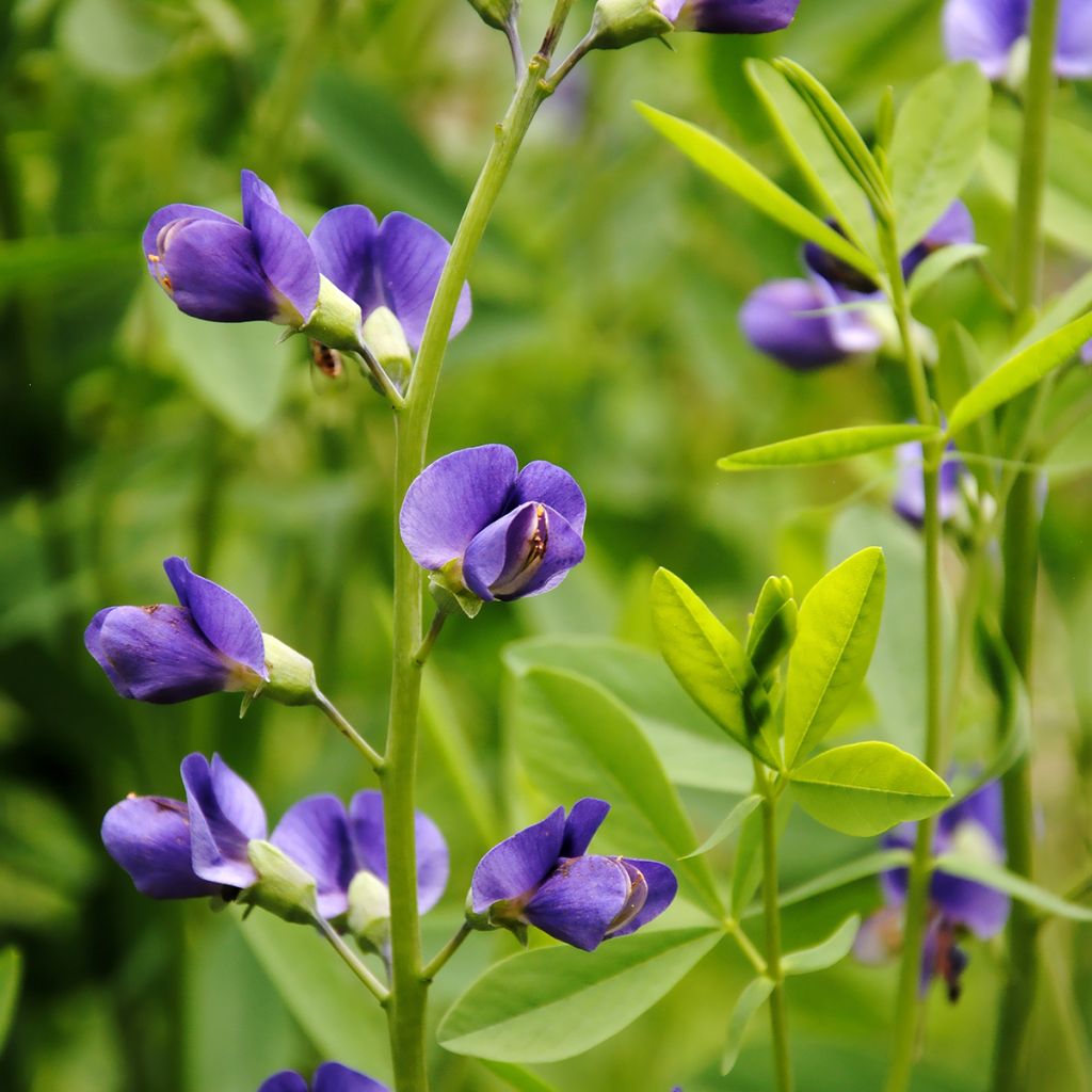 Baptisia australis - Índigo azul falso