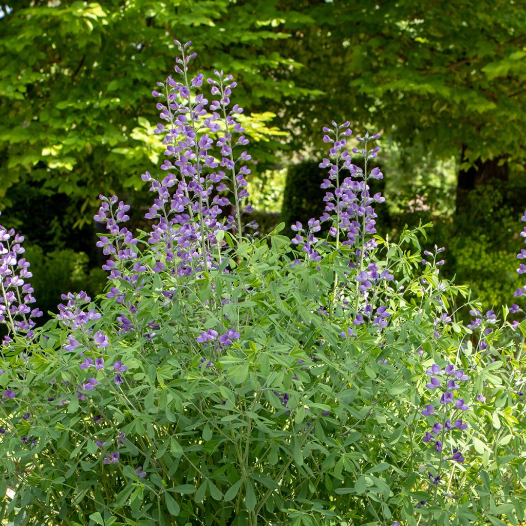 Baptisia australis - Índigo azul falso