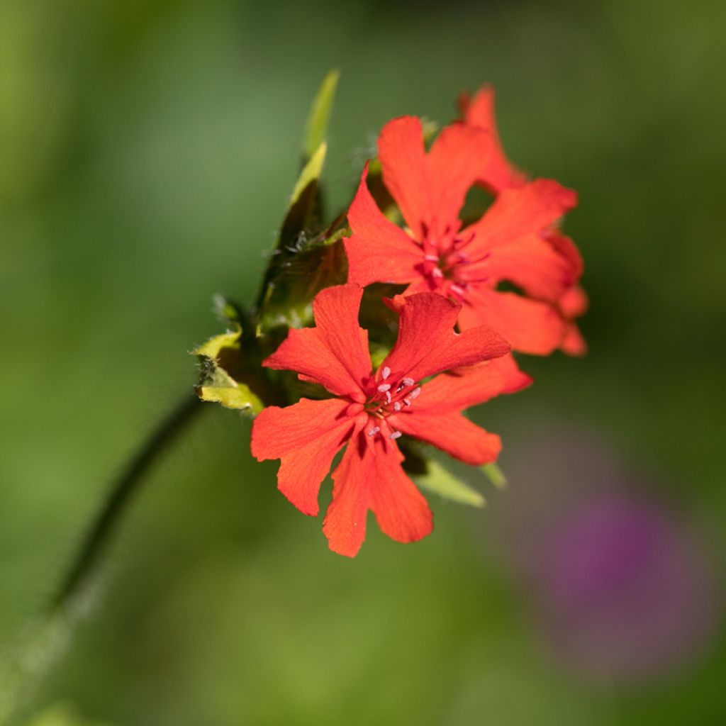 Lychnis arkwrightii Vesuvius