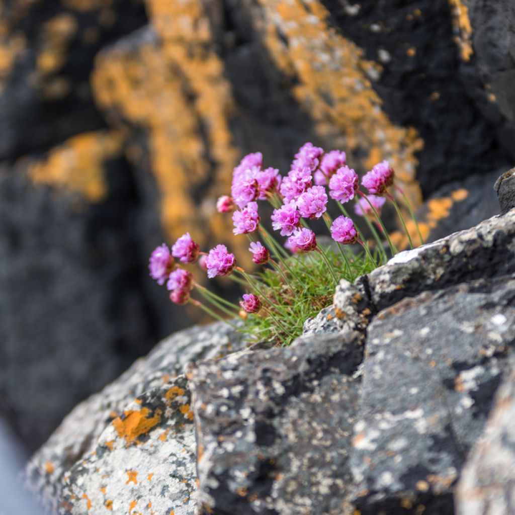 Lychnis alpina