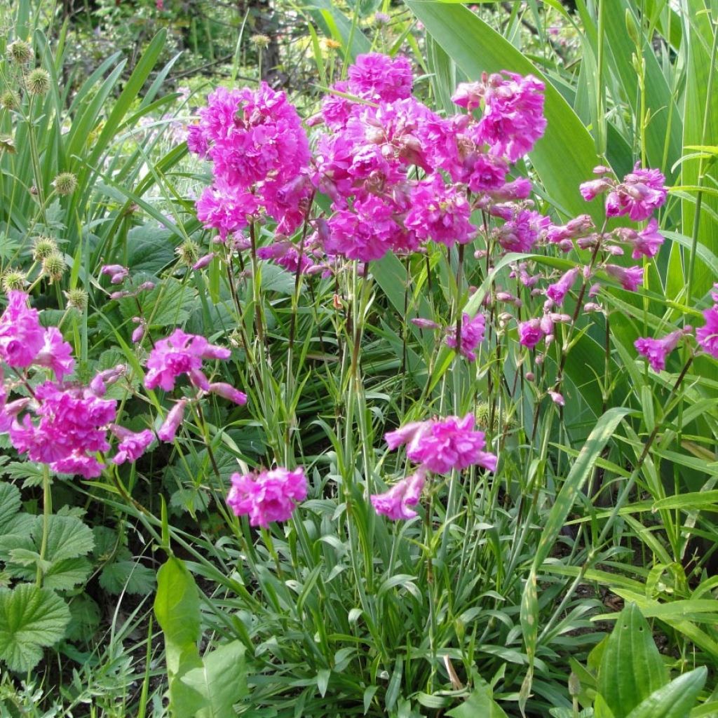 Lychnis alpina Rosea- Lychnis des Alpes Rosea - Silene suecica - Viscaria alpina