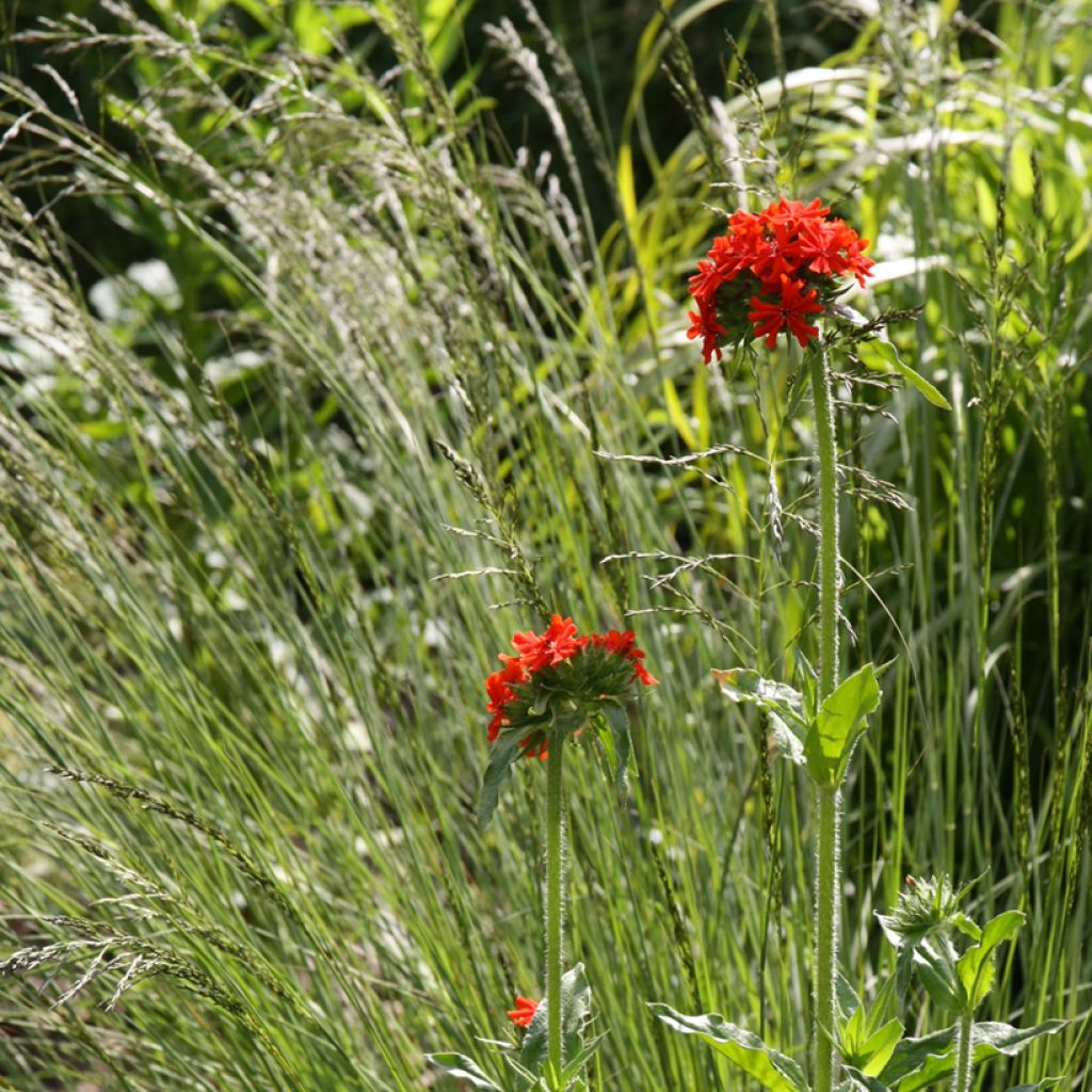 Lychnis chalcedonica Flore Pleno - Cruz de Malta