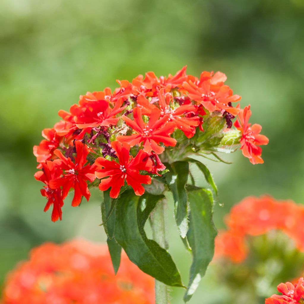 Lychnis chalcedonica Flore Pleno - Cruz de Malta