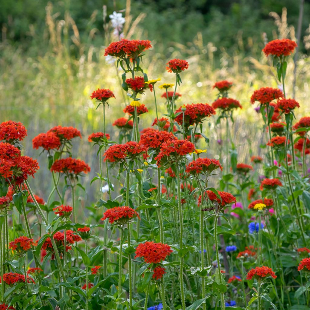 Lychnis chalcedonica Flore Pleno - Cruz de Malta