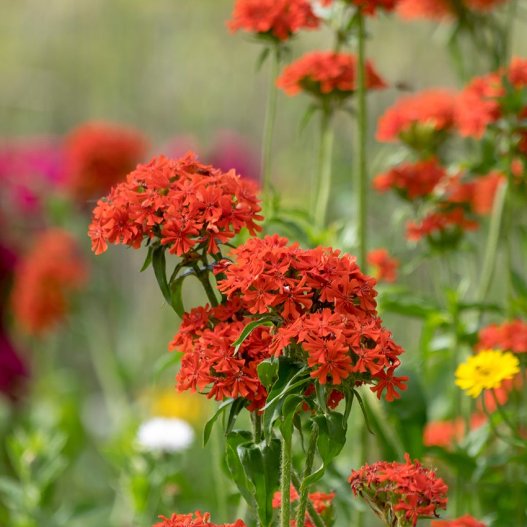 Lychnis chalcedonica Flore Pleno - Cruz de Malta