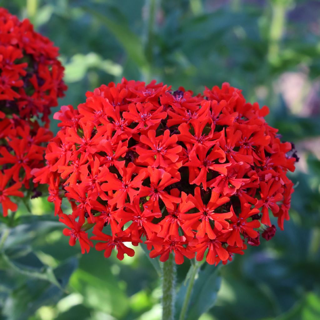 Lychnis chalcedonica Flore Pleno - Cruz de Malta