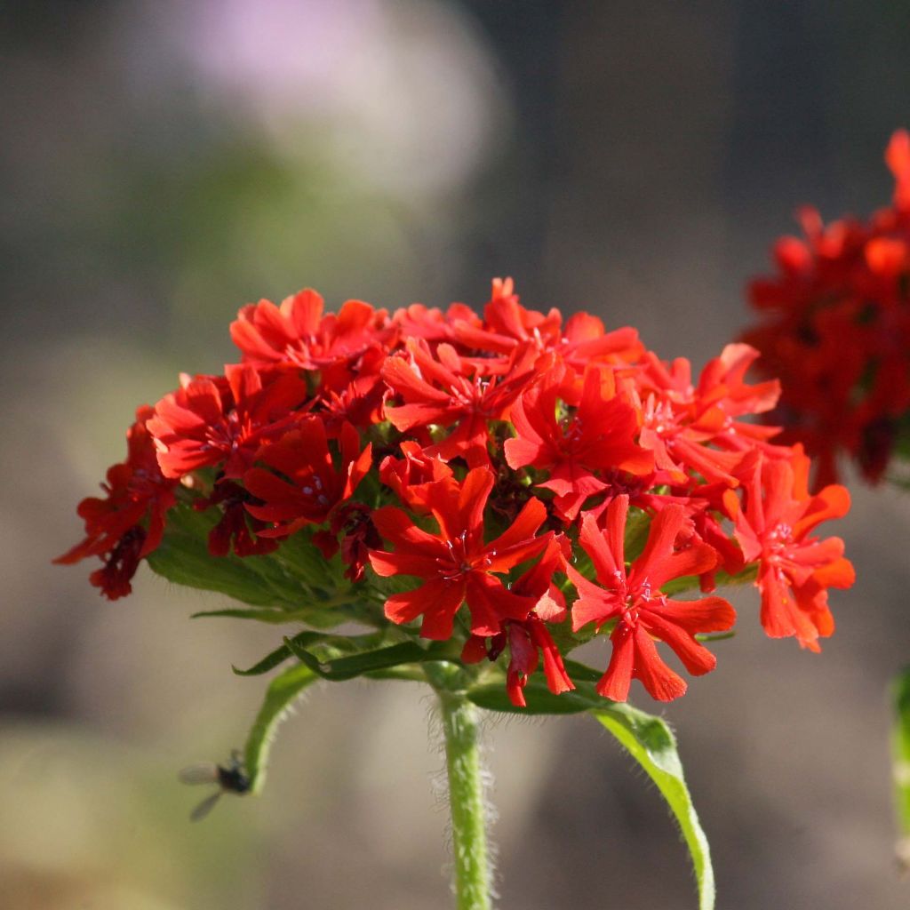 Lychnis chalcedonica Flore Pleno - Cruz de Malta