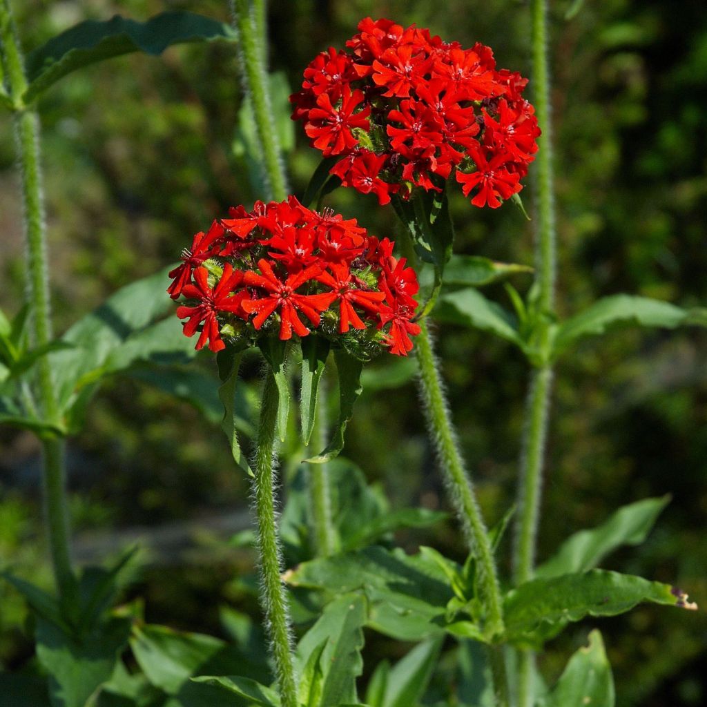 Lychnis chalcedonica Flore Pleno - Cruz de Malta