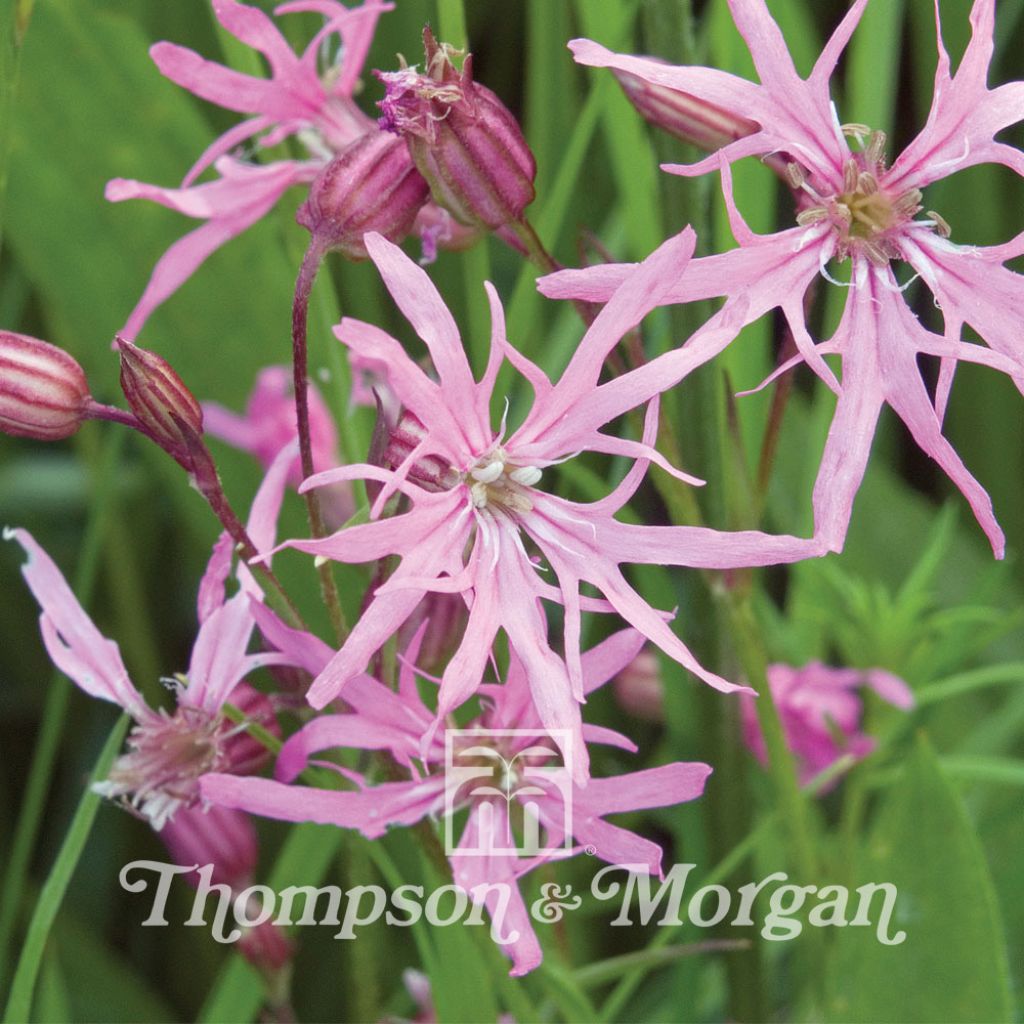 Lychnis flos-cuculi (semillas) - Flor de cuclillo