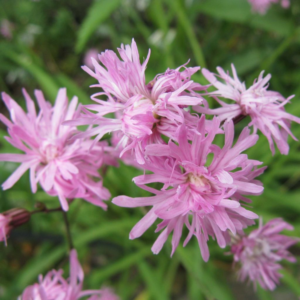 Lychnis flos cuculi Jenny - Oeillet des prés rose