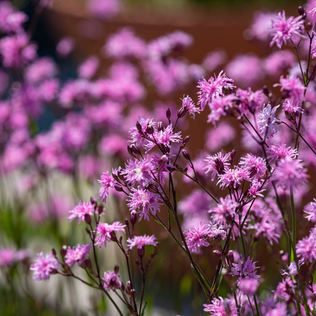 Lychnis flos-cuculi Jenny - Flor de cuclillo