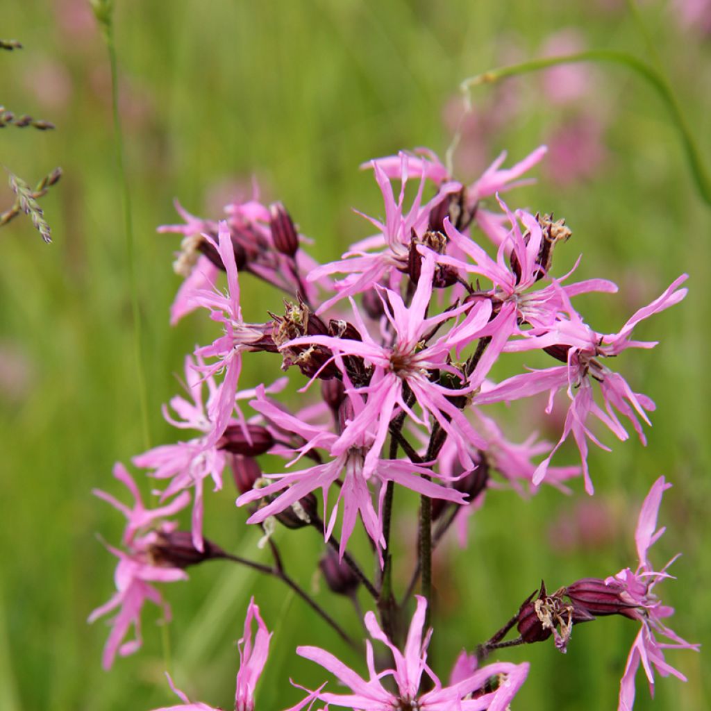 Lychnis flos-cuculi - Flor de cuclillo