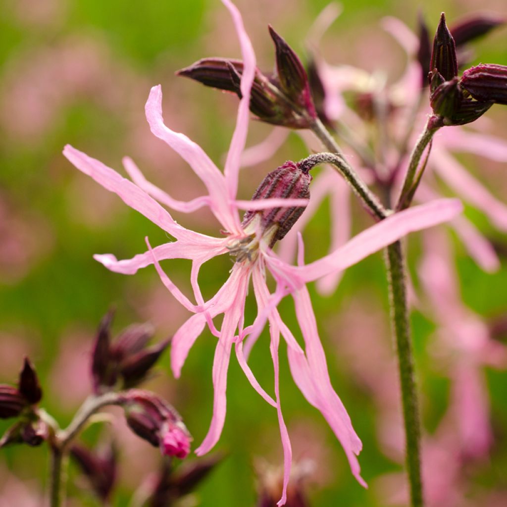 Lychnis flos-cuculi - Flor de cuclillo