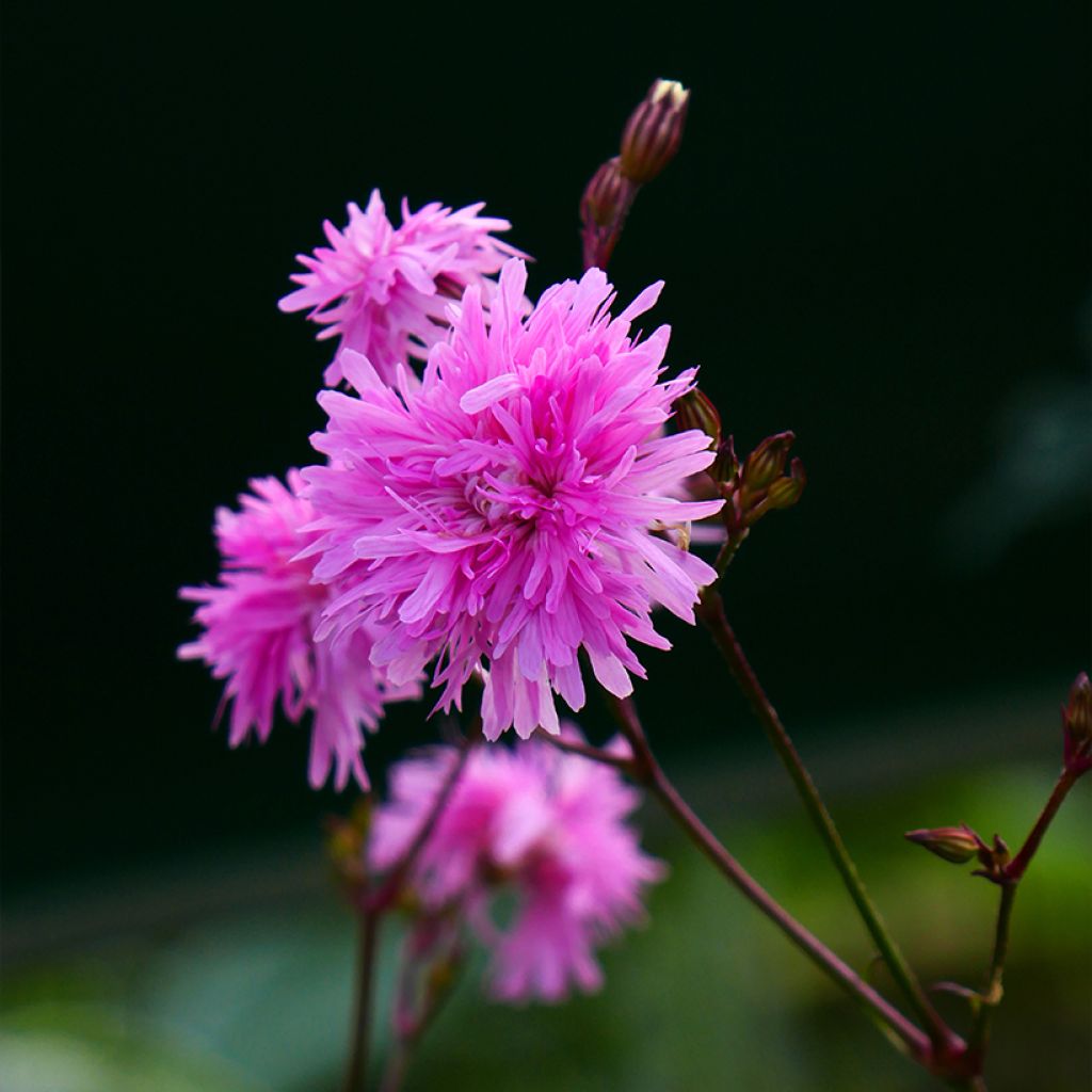 Lychnis flos-cuculi Petite Jenny - Flor de cuclillo