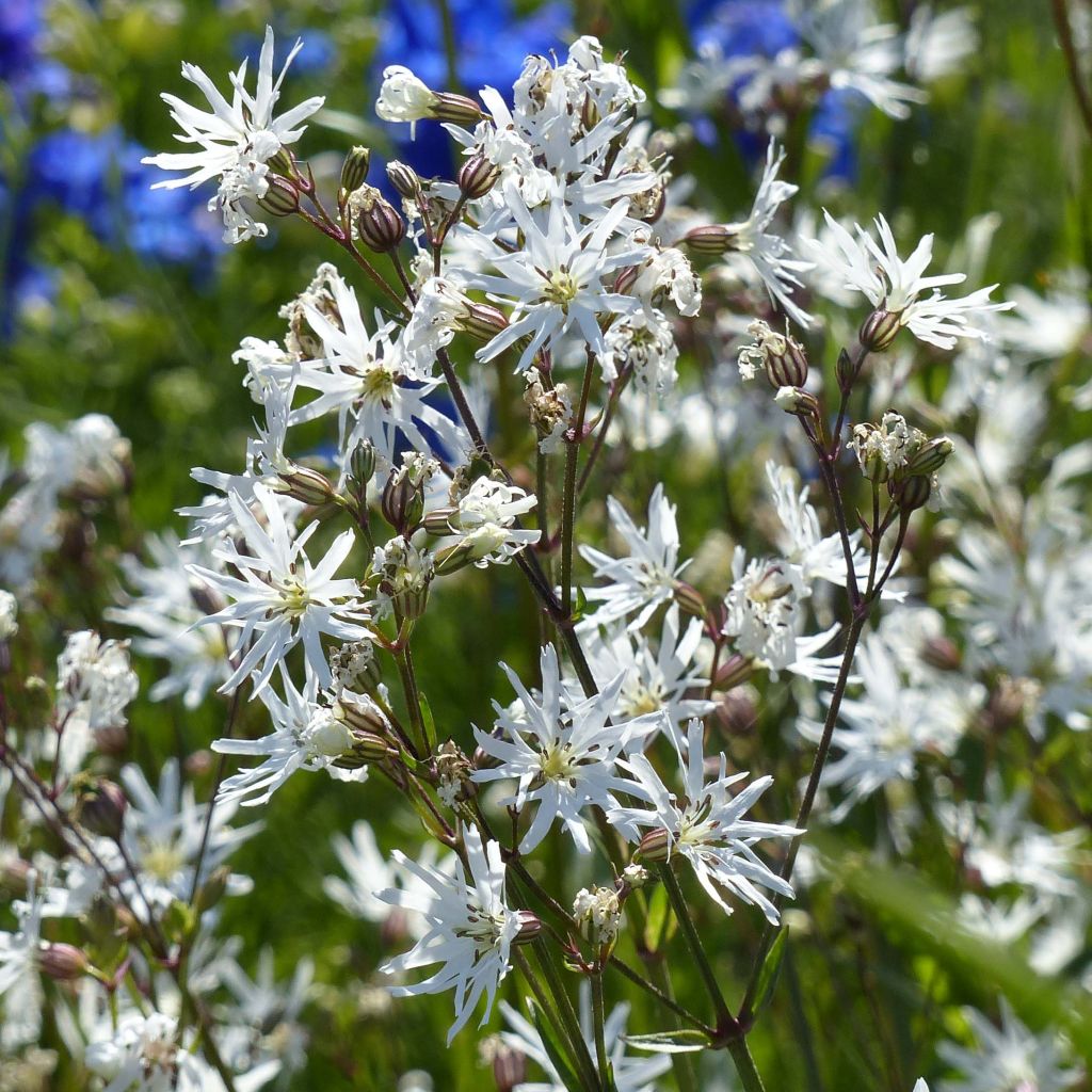 Lychnis flos-cuculi White Robin - Oeillet des prés blanc