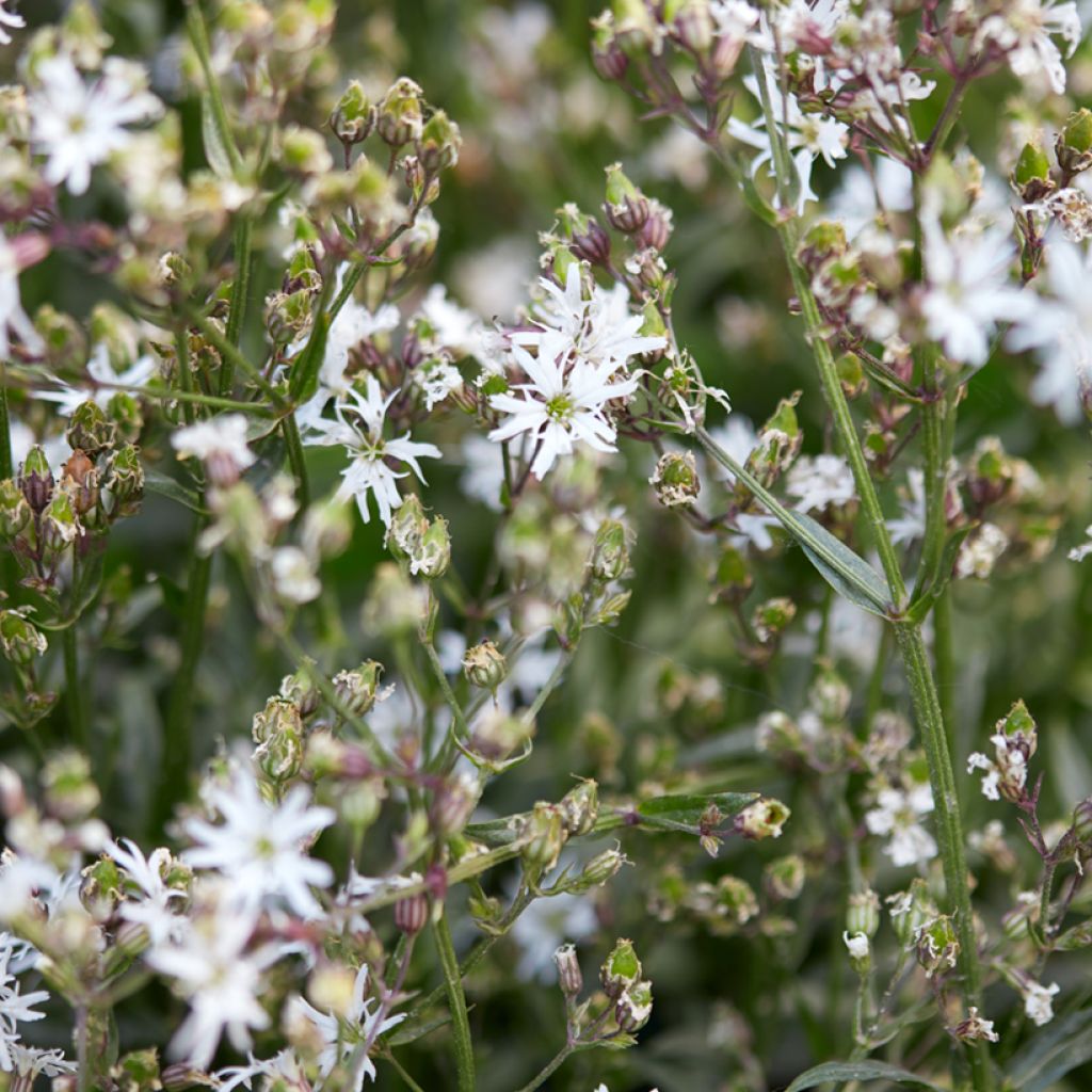 Lychnis flos-cuculi White Robin - Flor de cuclillo