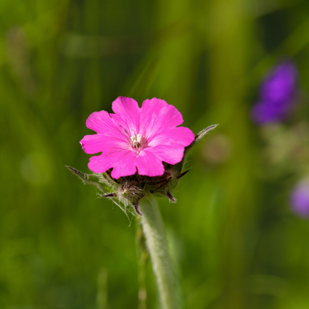 Lychnis flos-jovis