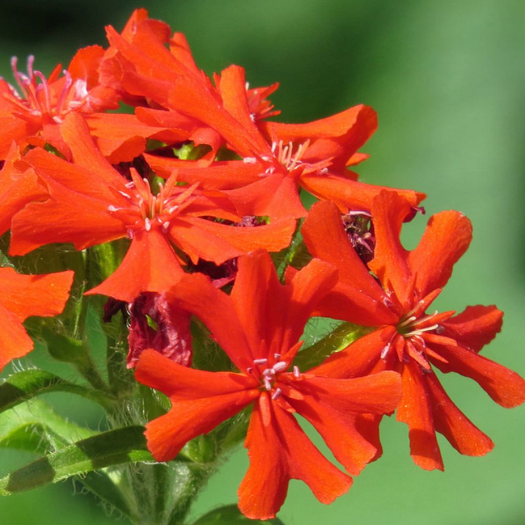 Lychnis haageana Molten Lava