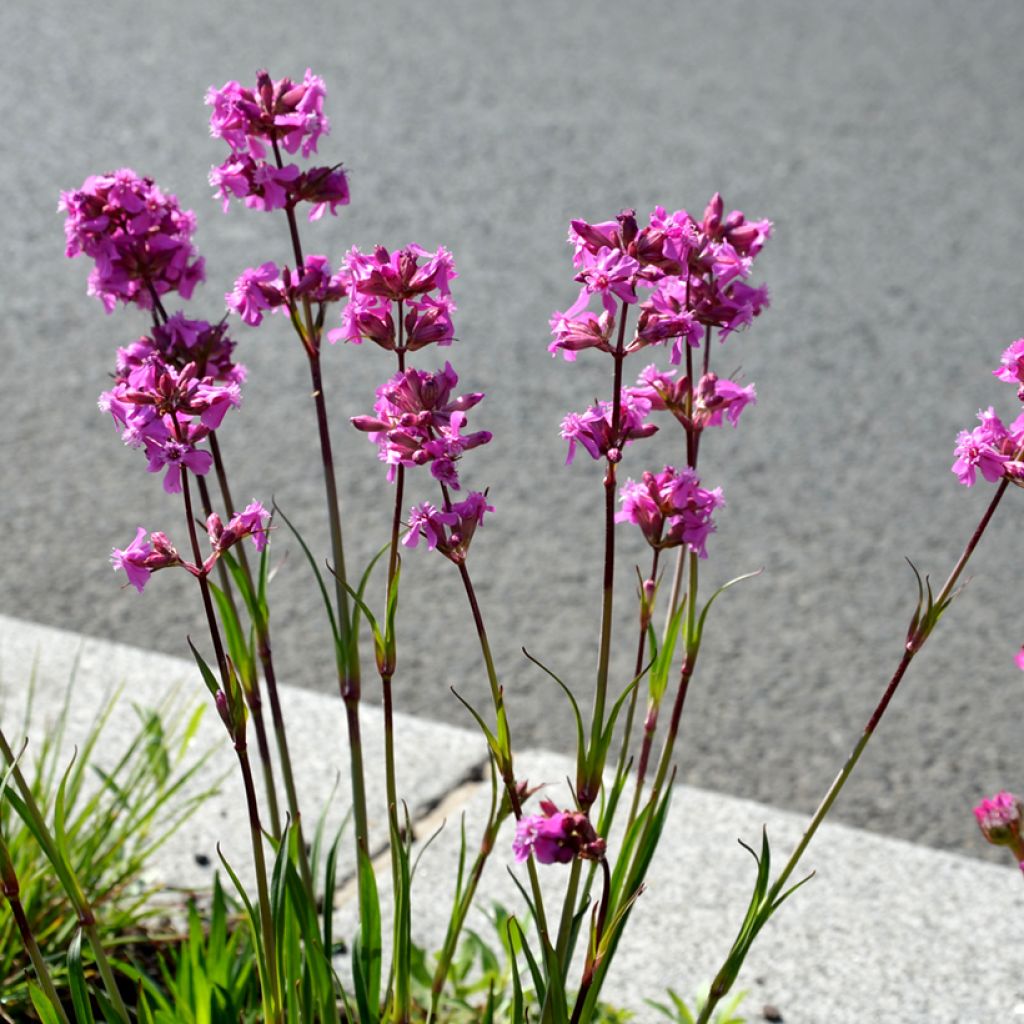 Lychnis viscaria Splendens