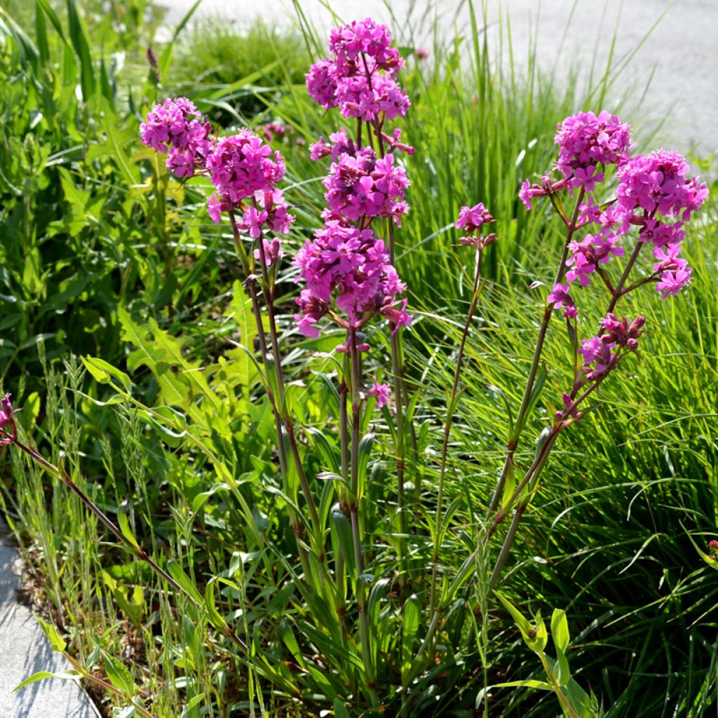 Lychnis viscaria Splendens