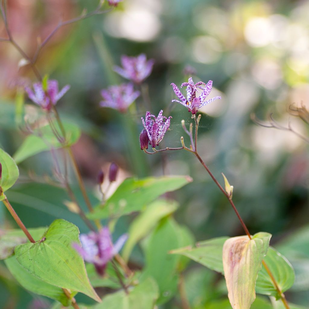 Tricyrtis formosana Pink Freckles - Lirio sapo