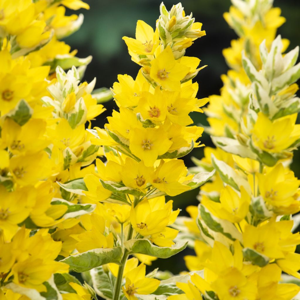 Lysimachia punctata Variegata - Salicaria punteada