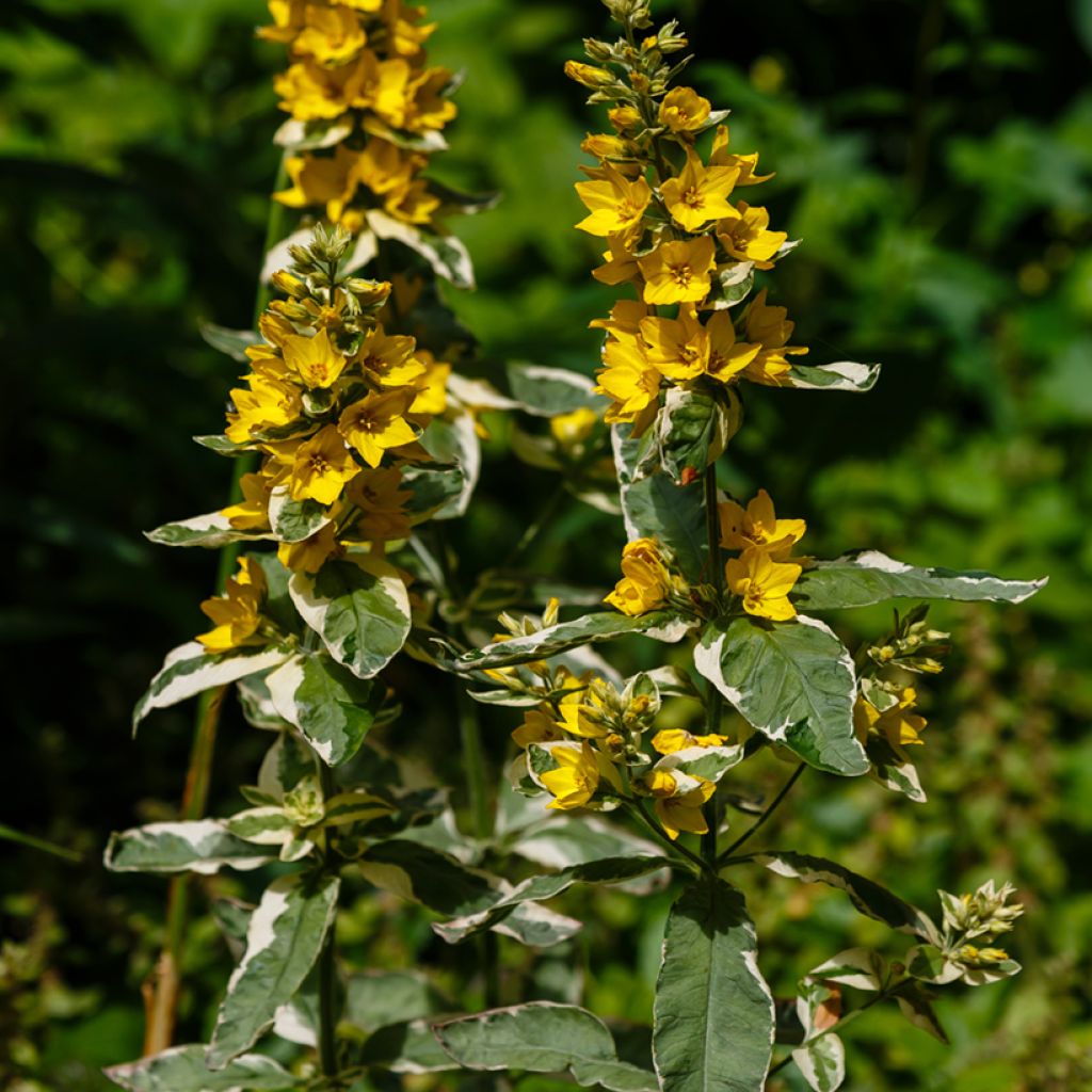 Lysimachia punctata Variegata - Salicaria punteada