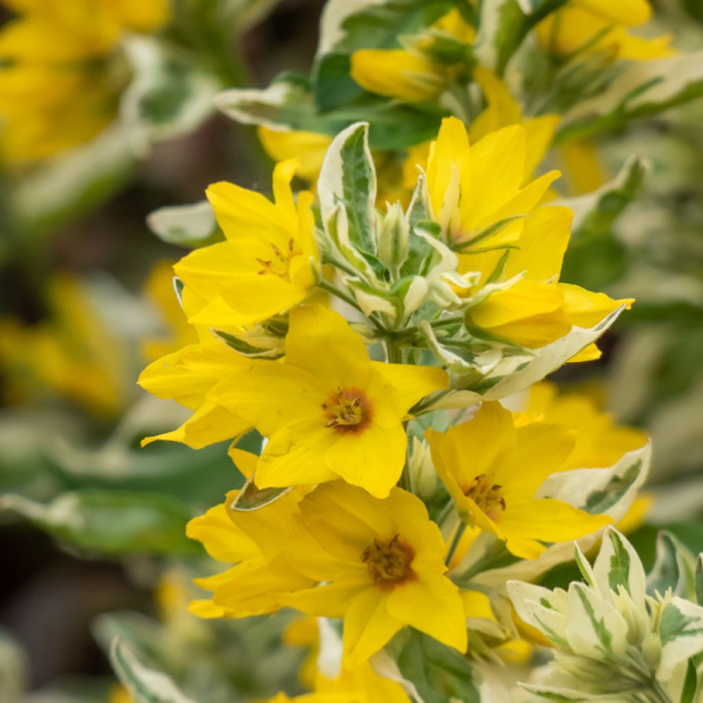 Lysimachia punctata Variegata - Salicaria punteada