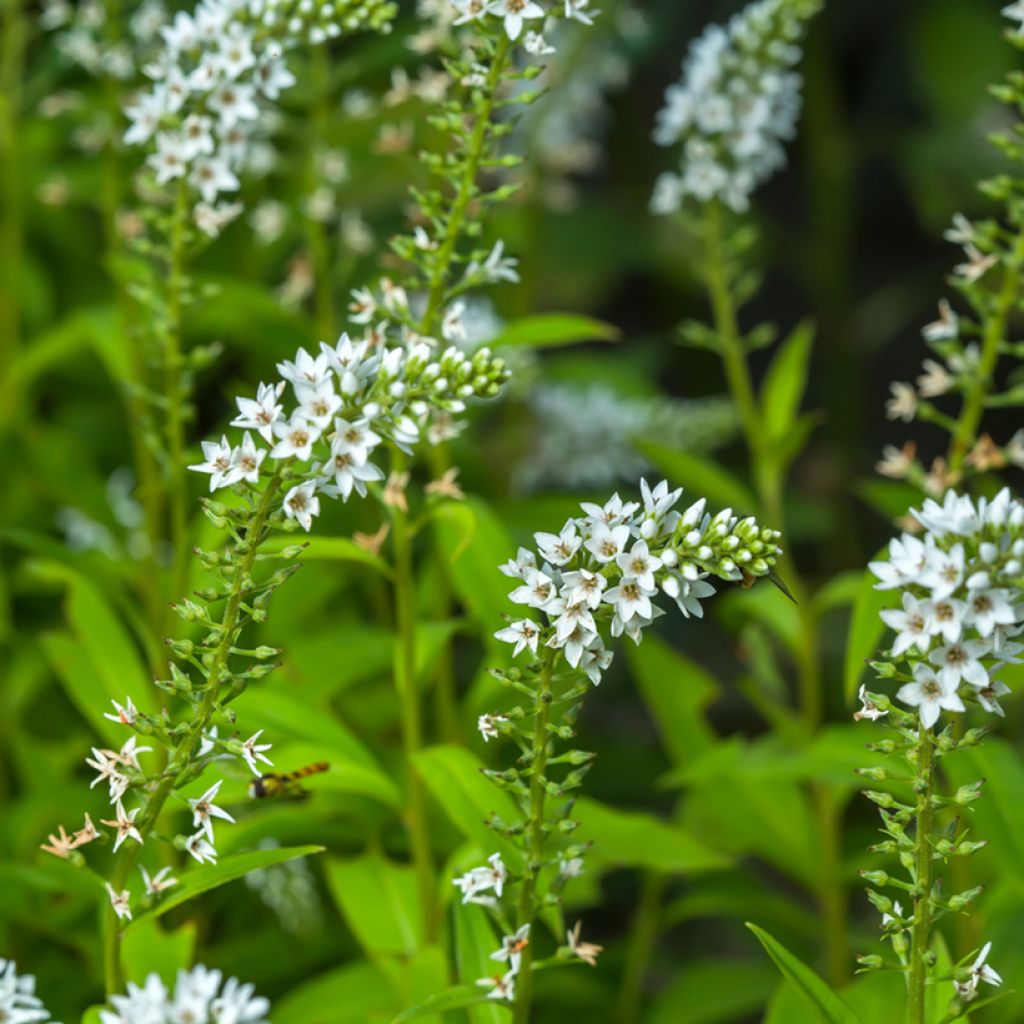 Lysimachia barystachys