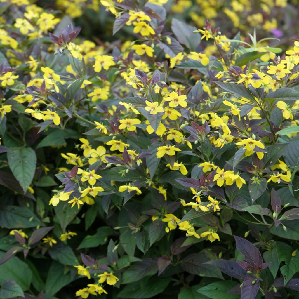 Lysimachia ciliata Fire Cracker