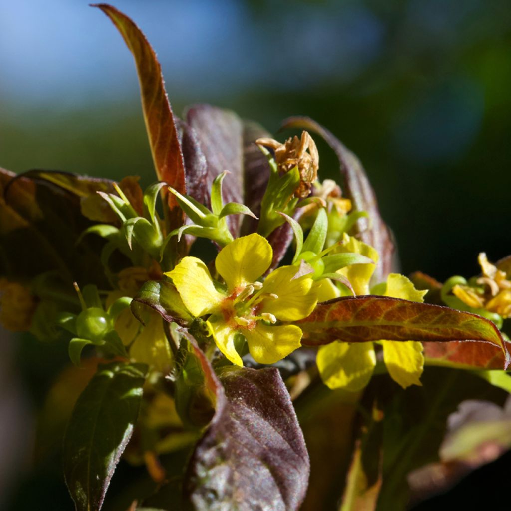 Lysimachia ciliata Fire Cracker