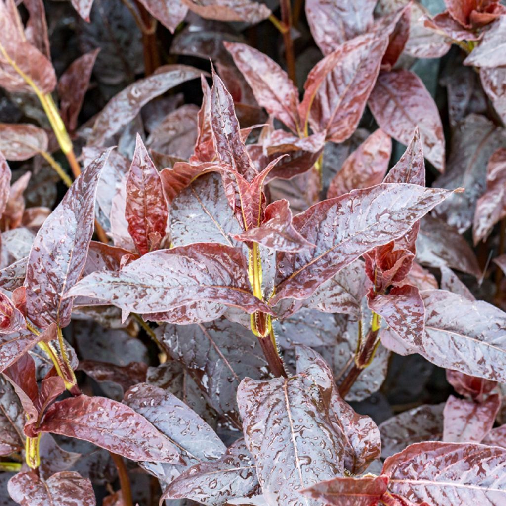 Lysimachia ciliata Fire Cracker