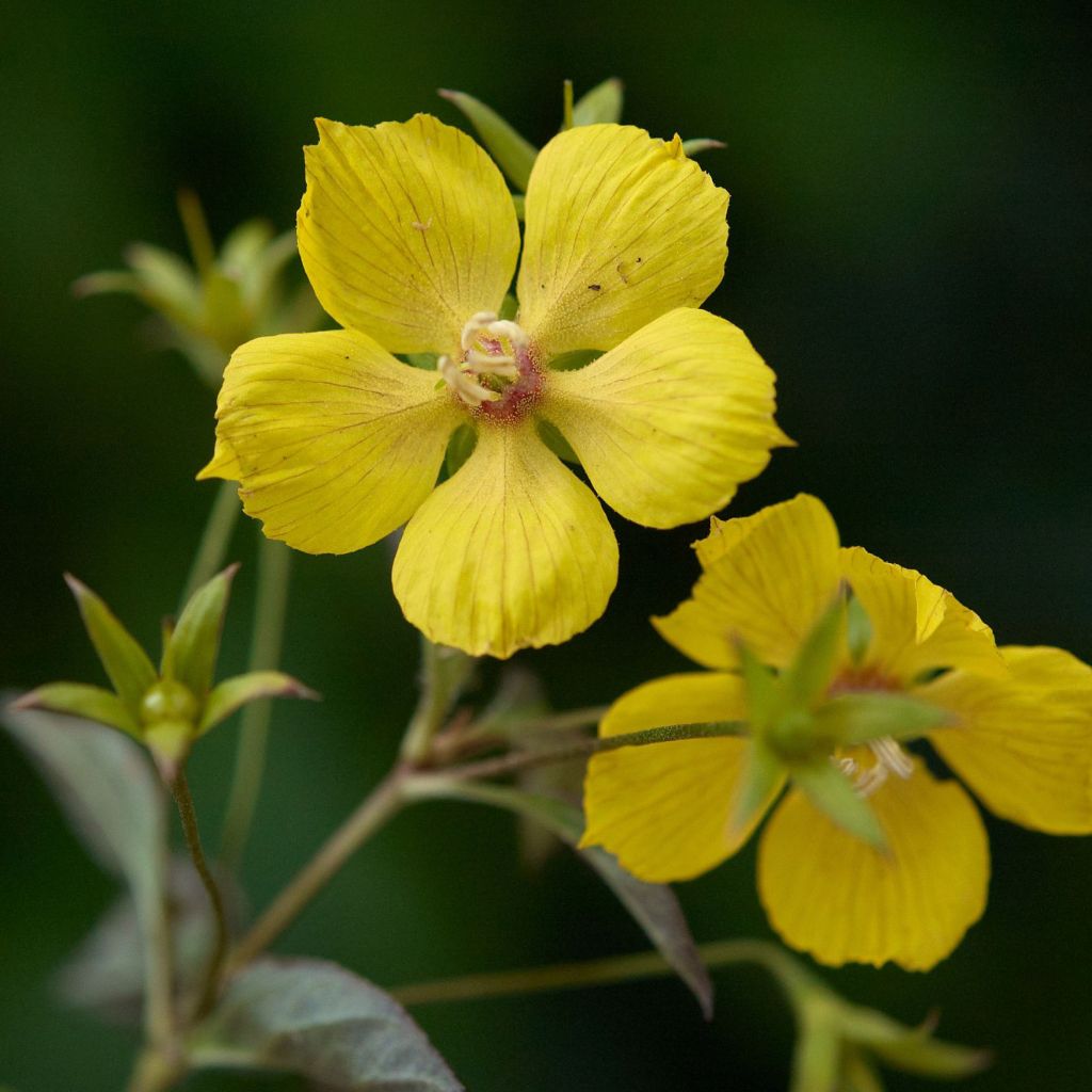 Lysimachia ciliata Fire Cracker