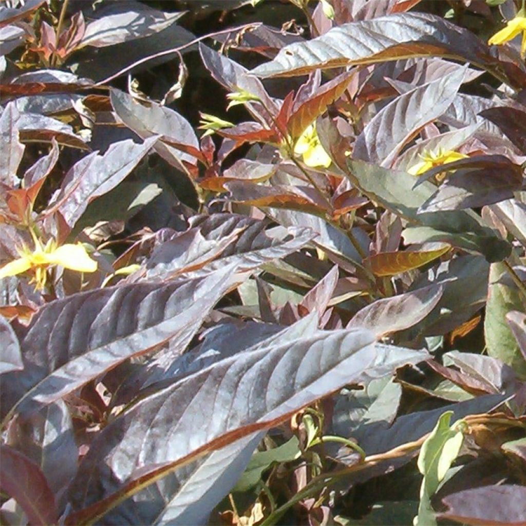 Lysimachia ciliata Fire Cracker