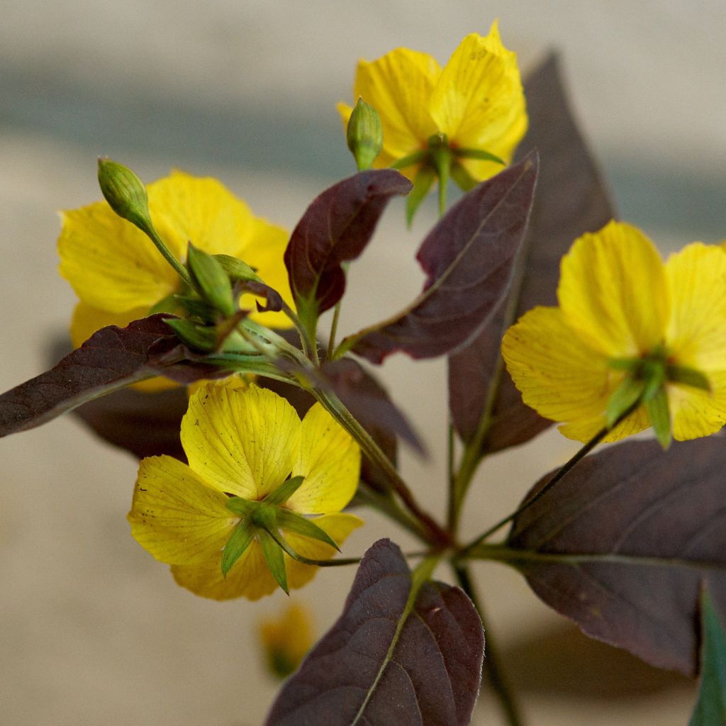 Lysimachia ciliata Fire Cracker