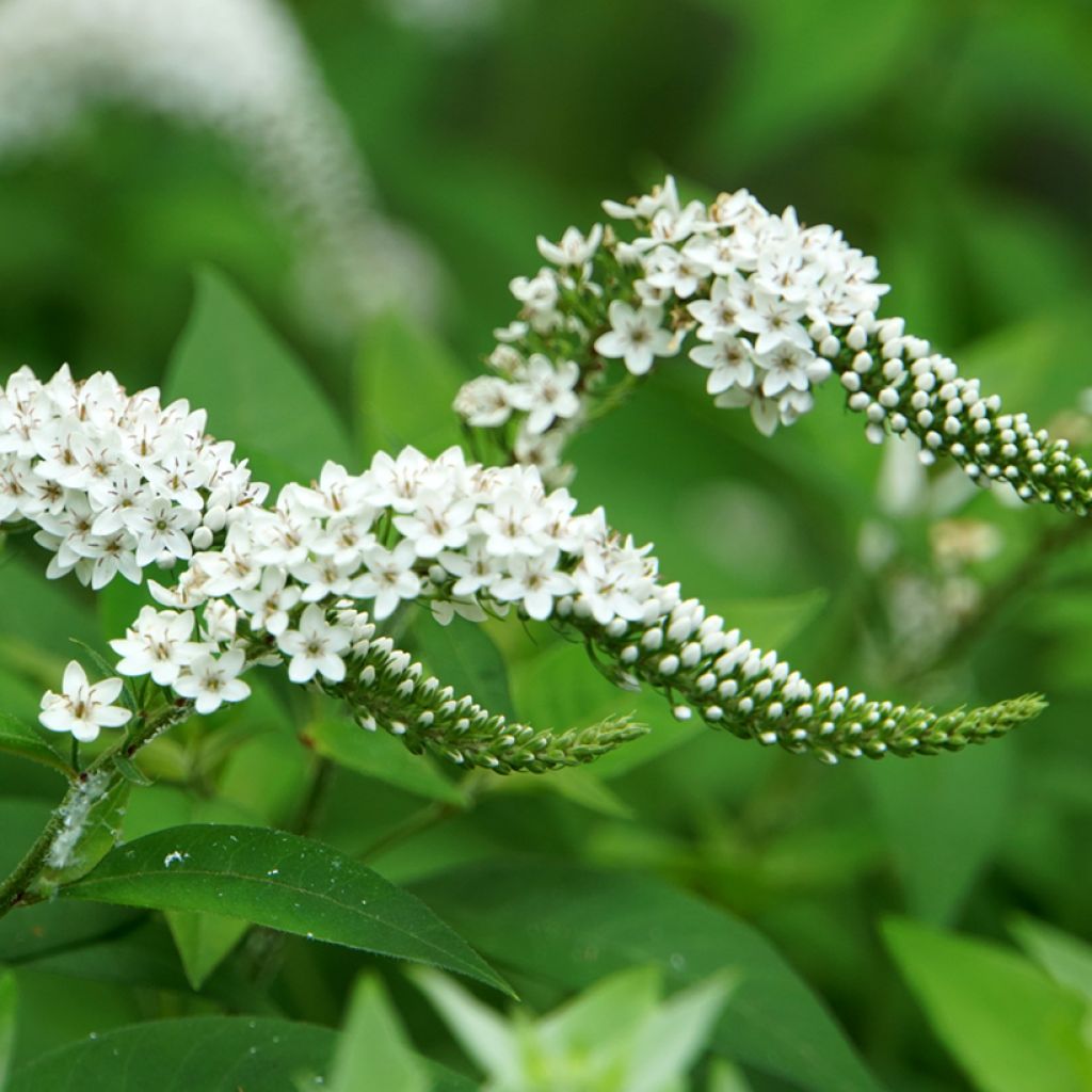 Lysimachia clethroides