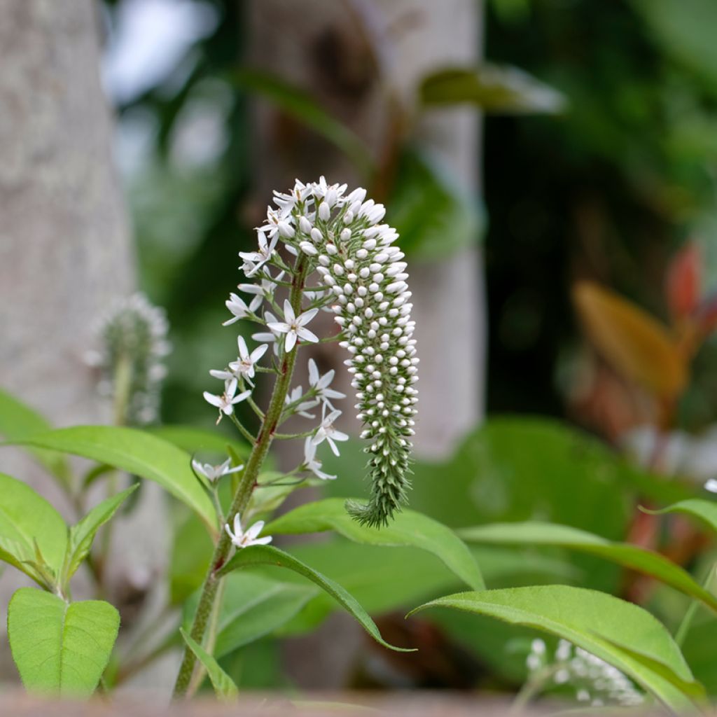 Lysimachia clethroides