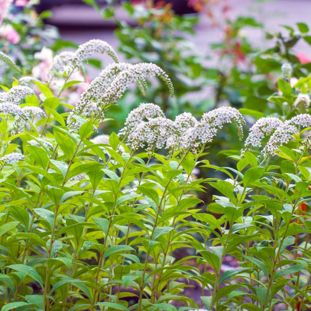 Lysimachia clethroides