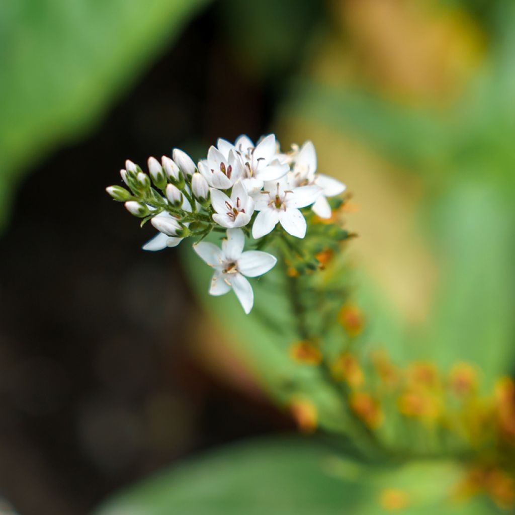 Lysimachia clethroides