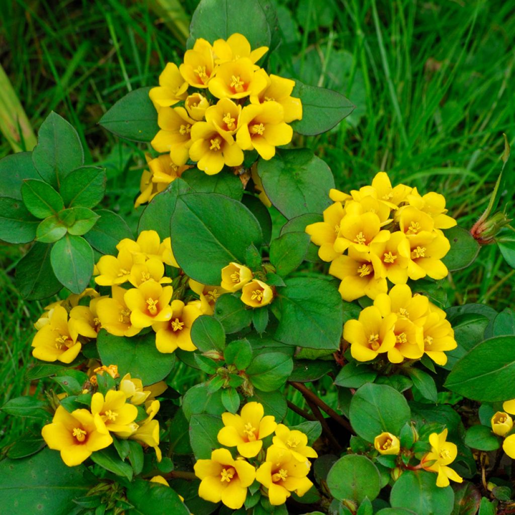 Lysimachia congestiflora