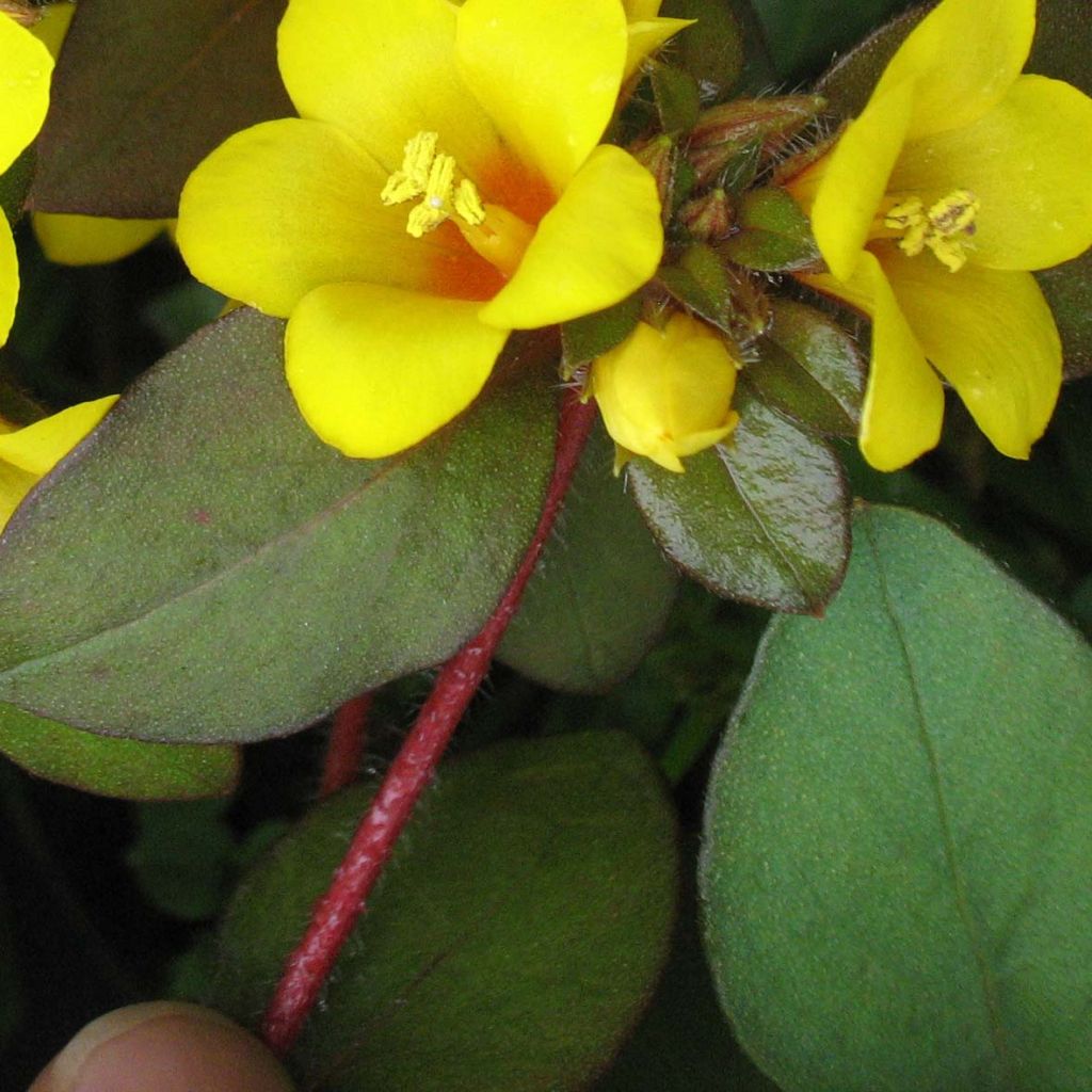 Lysimachia congestiflora