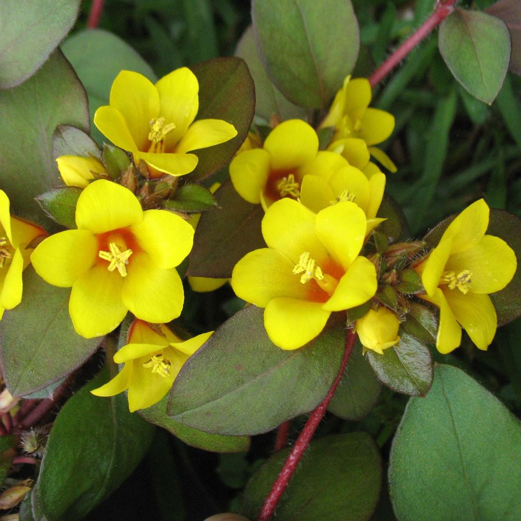 Lysimachia congestiflora