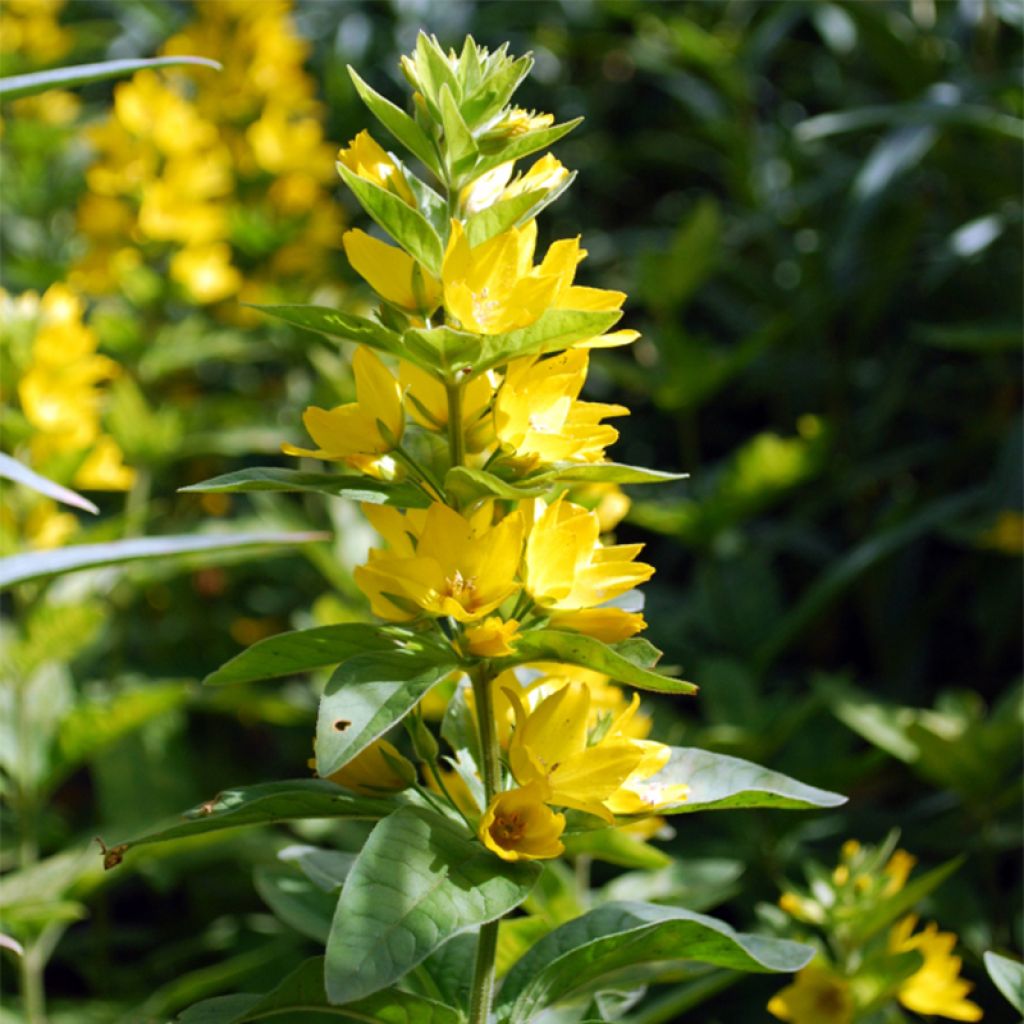 Lysimachia lichiangensis, Lysimaque