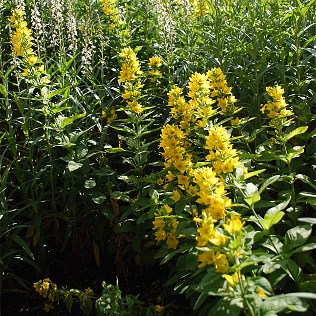 Lysimachia lichiangensis, Lysimaque