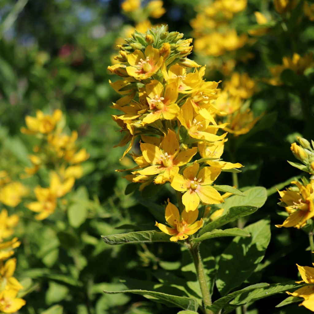 Lysimachia lichiangensis